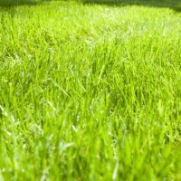 04-beispielbild-blogpost-2-blog-garten-rees-freiburg