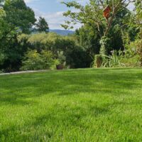 gemähter grüner Rasen